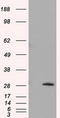 Thiopurine S-Methyltransferase antibody, TA500966, Origene, Western Blot image 