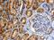 EPH Receptor B4 antibody, AF3038, R&D Systems, Immunohistochemistry frozen image 