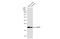 Cysteine And Glycine Rich Protein 3 antibody, GTX110536, GeneTex, Western Blot image 