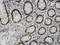 EPH Receptor B3 antibody, LS-C133177, Lifespan Biosciences, Immunohistochemistry frozen image 