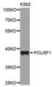 POU Class 5 Homeobox 1 antibody, MBS127471, MyBioSource, Western Blot image 