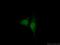 Nuclear Receptor Subfamily 1 Group D Member 1 antibody, 14506-1-AP, Proteintech Group, Immunofluorescence image 