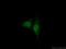 Nuclear receptor subfamily 1 group D member 1 antibody, 14506-1-AP, Proteintech Group, Immunofluorescence image 