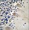 Eukaryotic Translation Initiation Factor 3 Subunit C antibody, LS-C167689, Lifespan Biosciences, Immunohistochemistry frozen image 