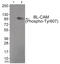 CD22 Molecule antibody, 79-876, ProSci, Western Blot image 