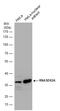 Ribonuclease H2 subunit A antibody, GTX115433, GeneTex, Western Blot image 