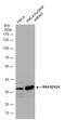 Ribonuclease H2 Subunit A antibody, GTX115433, GeneTex, Western Blot image 