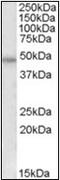 Coagulation Factor II Thrombin Receptor antibody, AP23067PU-N, Origene, Western Blot image 