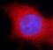 Pyruvate Kinase M1/2 antibody, FNab06495, FineTest, Immunofluorescence image 
