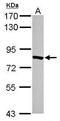 TRNA-YW Synthesizing Protein 1 Homolog antibody, GTX116310, GeneTex, Western Blot image 