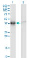 Actin Related Protein T2 antibody, LS-C134121, Lifespan Biosciences, Western Blot image 