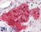 Stathmin 2 antibody, LS-B3285, Lifespan Biosciences, Immunohistochemistry frozen image 