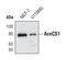 Acyl-CoA Synthetase Short Chain Family Member 2 antibody, MA5-14810, Invitrogen Antibodies, Western Blot image 