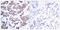Myocyte Enhancer Factor 2A antibody, GTX50114, GeneTex, Immunohistochemistry paraffin image 