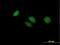 BTG Anti-Proliferation Factor 4 antibody, H00054766-B01P, Novus Biologicals, Immunocytochemistry image 