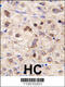 Zinc Finger And BTB Domain Containing 7B antibody, 62-265, ProSci, Immunohistochemistry paraffin image 