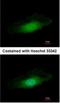 Protein Phosphatase 4 Catalytic Subunit antibody, NBP1-31117, Novus Biologicals, Immunocytochemistry image 