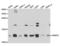 Small Nuclear Ribonucleoprotein Polypeptide E antibody, LS-C334087, Lifespan Biosciences, Western Blot image 