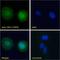 Serine/Threonine Kinase 35 antibody, LS-C54659, Lifespan Biosciences, Immunofluorescence image 