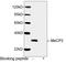 Methyl-CpG Binding Protein 2 antibody, LS-C203262, Lifespan Biosciences, Western Blot image 