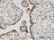 Hook Microtubule Tethering Protein 3 antibody, LS-C134111, Lifespan Biosciences, Immunohistochemistry frozen image 