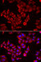 Serglycin antibody, 22-581, ProSci, Immunofluorescence image 