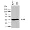 Kallikrein Related Peptidase 9 antibody, orb76333, Biorbyt, Western Blot image 