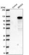 BEN Domain Containing 2 antibody, PA5-53022, Invitrogen Antibodies, Western Blot image 
