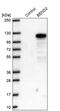 BEN Domain Containing 2 antibody, PA5-53022, Invitrogen Antibodies, Western Blot image 