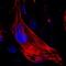 Myosin Heavy Chain 6 antibody, MAB8979, R&D Systems, Immunofluorescence image 