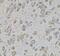 Collagen Type I Alpha 2 Chain antibody, FNab01836, FineTest, Immunohistochemistry frozen image 