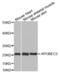 Apolipoprotein B MRNA Editing Enzyme Catalytic Subunit 2 antibody, abx002413, Abbexa, Western Blot image 