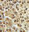 p49 antibody, FNab06776, FineTest, Immunohistochemistry frozen image 