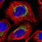 Citrate Synthase antibody, HPA038461, Atlas Antibodies, Immunofluorescence image 