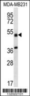Tripartite Motif Containing 10 antibody, 56-590, ProSci, Western Blot image 