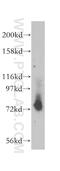 Transcription Factor 12 antibody, 14419-1-AP, Proteintech Group, Western Blot image 