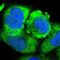 Arginyl-TRNA Synthetase antibody, NBP1-88033, Novus Biologicals, Immunofluorescence image 