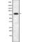 BR Serine/Threonine Kinase 2 antibody, abx148699, Abbexa, Western Blot image 