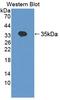 Trinucleotide Repeat Containing Adaptor 6A antibody, LS-C374666, Lifespan Biosciences, Western Blot image 