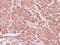Ankyrin Repeat And SOCS Box Containing 9 antibody, NBP1-32541, Novus Biologicals, Immunohistochemistry paraffin image 