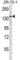 ATPase Family AAA Domain Containing 2 antibody, abx027190, Abbexa, Western Blot image 