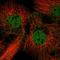 LRAT Domain Containing 2 antibody, HPA062115, Atlas Antibodies, Immunofluorescence image 