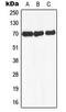 Nuclear Receptor Coactivator 4 antibody, LS-C354115, Lifespan Biosciences, Western Blot image 