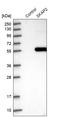 Src Kinase Associated Phosphoprotein 2 antibody, HPA005560, Atlas Antibodies, Western Blot image 