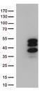 Vestigial Like Family Member 3 antibody, LS-C796458, Lifespan Biosciences, Western Blot image 