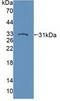 Protein Tyrosine Phosphatase Non-Receptor Type 22 antibody, LS-C703557, Lifespan Biosciences, Western Blot image 