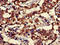 Cytochrome C Oxidase Subunit 4I1 antibody, CSB-PA00509A0Rb, Cusabio, Immunohistochemistry frozen image 