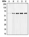 Apoptosis Inducing Factor Mitochondria Associated 1 antibody, MBS821384, MyBioSource, Western Blot image 