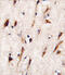 MOB Kinase Activator 1B antibody, A09405-3, Boster Biological Technology, Immunohistochemistry paraffin image 