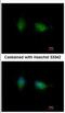 Protein Kinase C Beta antibody, NBP2-19846, Novus Biologicals, Immunofluorescence image 